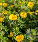 Fingerstrauch 'Kobold' - Potentilla 'Kobold'