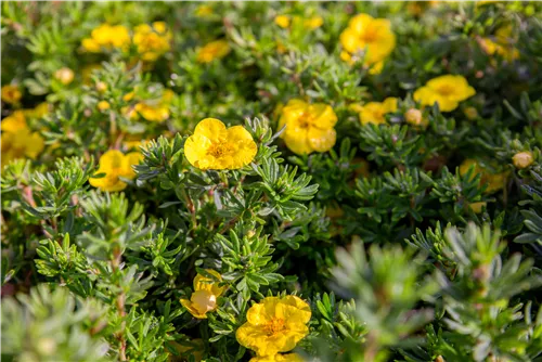 Fingerstrauch 'Kobold' - Potentilla 'Kobold'