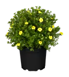 Fingerstrauch 'Kobold' - Potentilla 'Kobold'