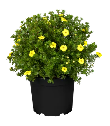 Fingerstrauch 'Kobold' - Potentilla 'Kobold'