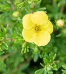 Fingerstrauch 'Kobold' - Potentilla 'Kobold'