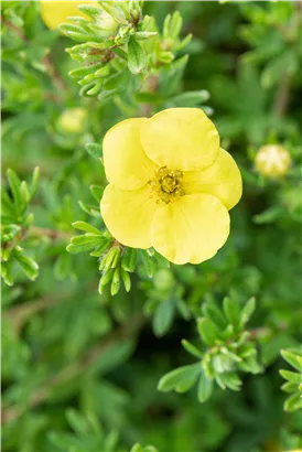 Fingerstrauch 'Kobold' - Potentilla 'Kobold'