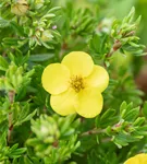 Fingerstrauch 'Kobold' - Potentilla 'Kobold'