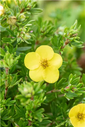 Fingerstrauch 'Kobold' - Potentilla 'Kobold'