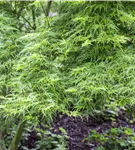 Fächerahorn 'Seiryu' - Acer palmatum 'Seiryu'