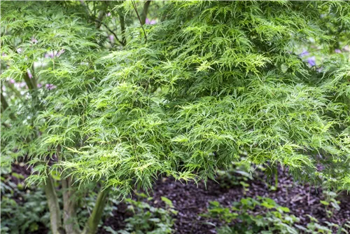 Fächerahorn 'Seiryu' - Acer palmatum 'Seiryu'