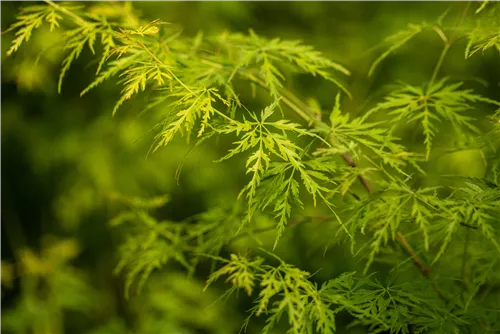 Fächerahorn 'Seiryu' - Acer palmatum 'Seiryu'