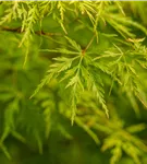 Fächerahorn 'Seiryu' - Acer palmatum 'Seiryu'