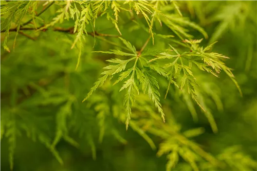 Fächerahorn 'Seiryu' - Acer palmatum 'Seiryu'