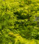 Fächerahorn 'Seiryu' - Acer palmatum 'Seiryu'