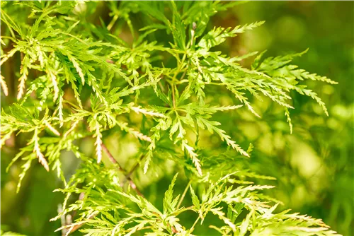 Fächerahorn 'Seiryu' - Acer palmatum 'Seiryu'