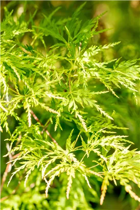 Fächerahorn 'Seiryu' - Acer palmatum 'Seiryu'