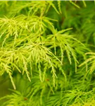 Fächerahorn 'Seiryu' - Acer palmatum 'Seiryu'