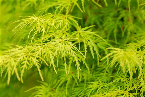 Fächerahorn 'Seiryu' - Acer palmatum 'Seiryu'