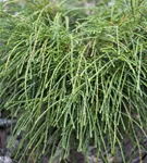 Faden-Riesenlebensbaum - Thuja plicata 'Whipcord'