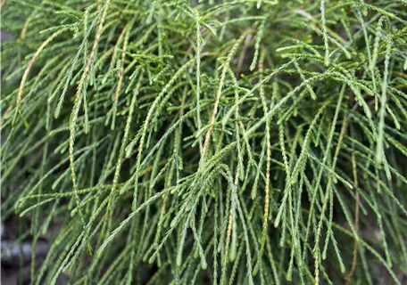 Thuja plicata 'Whipcord' - Faden-Riesenlebensbaum