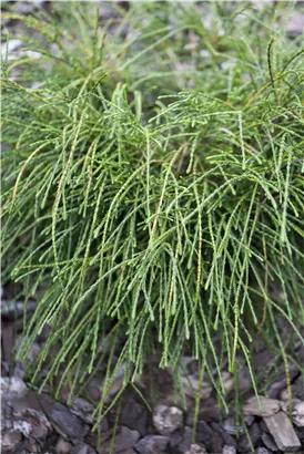 Faden-Riesenlebensbaum - Thuja plicata 'Whipcord'