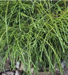 Faden-Riesenlebensbaum - Thuja plicata 'Whipcord'