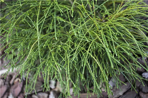 Faden-Riesenlebensbaum - Thuja plicata 'Whipcord'