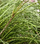 Faden-Riesenlebensbaum - Thuja plicata 'Whipcord'