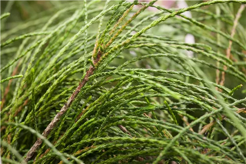 Faden-Riesenlebensbaum - Thuja plicata 'Whipcord'