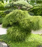 Faden-Riesenlebensbaum - Thuja plicata 'Whipcord'