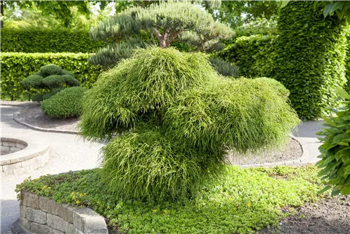 Faden-Riesenlebensbaum - Thuja plicata 'Whipcord'