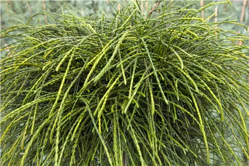 Faden-Riesenlebensbaum - Thuja plicata 'Whipcord'