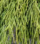 Faden-Riesenlebensbaum - Thuja plicata 'Whipcord'