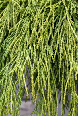 Faden-Riesenlebensbaum - Thuja plicata 'Whipcord'