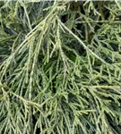 Faden-Riesenlebensbaum - Thuja plicata 'Whipcord'