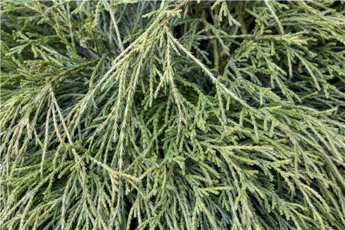 Faden-Riesenlebensbaum - Thuja plicata 'Whipcord'