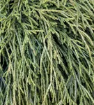 Faden-Riesenlebensbaum - Thuja plicata 'Whipcord'