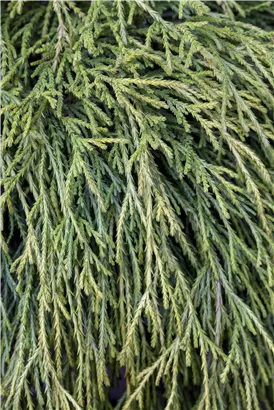 Faden-Riesenlebensbaum - Thuja plicata 'Whipcord'