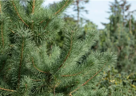 Pinus cembra 'Glauca' - Blaue Zirbelkiefer 'Compacta'