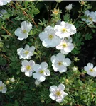 Fingerstrauch 'Tilford Cream' - Potentilla 'Tilford Cream'