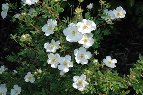 Fingerstrauch 'Tilford Cream' - Potentilla 'Tilford Cream'