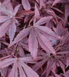 Fächerahorn 'Shaina' - Acer palmatum 'Shaina'