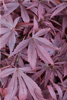 Fächerahorn 'Shaina' - Acer palmatum 'Shaina'