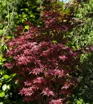 Fächerahorn 'Shaina' - Acer palmatum 'Shaina'