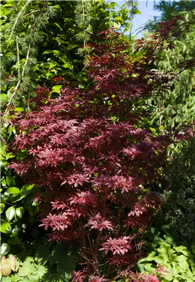 Fächerahorn 'Shaina' - Acer palmatum 'Shaina'