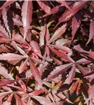 Fächerahorn 'Shaina' - Acer palmatum 'Shaina'