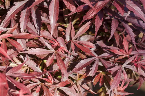 Fächerahorn 'Shaina' - Acer palmatum 'Shaina'