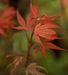 Fächerahorn 'Shaina' - Acer palmatum 'Shaina'