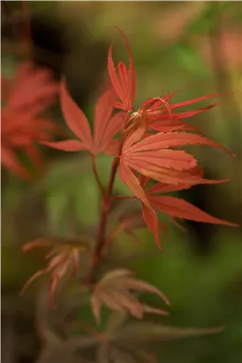 Fächerahorn 'Shaina' - Acer palmatum 'Shaina'