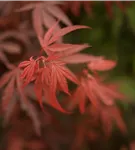 Fächerahorn 'Shaina' - Acer palmatum 'Shaina'