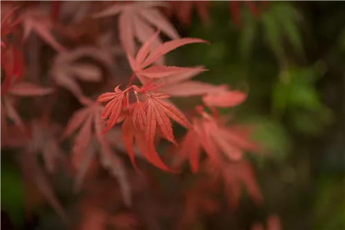 Fächerahorn 'Shaina' - Acer palmatum 'Shaina'