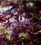 Fächerahorn 'Shaina' - Acer palmatum 'Shaina'