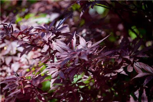 Fächerahorn 'Shaina' - Acer palmatum 'Shaina'