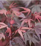 Fächerahorn 'Shaina' - Acer palmatum 'Shaina'